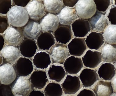 Yaban arıları polist. Vespiary