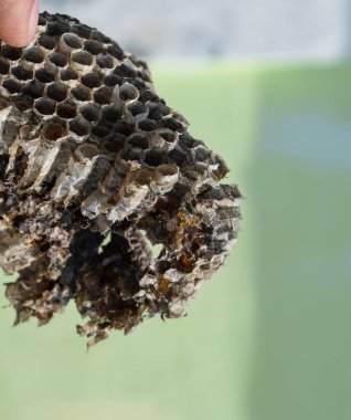 Vespiary. Yaban arıları polist.