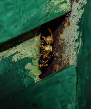 Eşek arıları erkektir. Arılar delikten dışarı bakıyorlar. Eşek arıları polist.