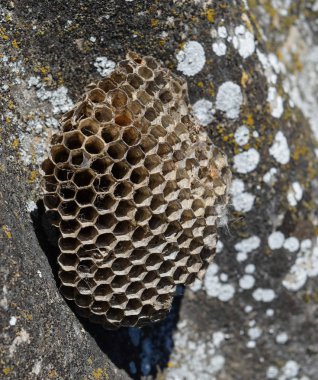 Vespiary. Yaban arıları polist.