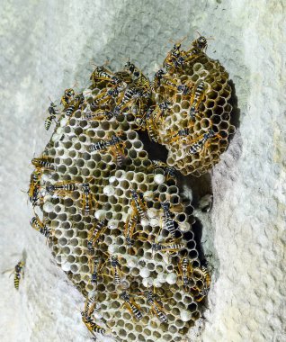 Üzerinde eşek arıları olan eşek arısı yuvası. Eşek arıları polist. Bir yuva