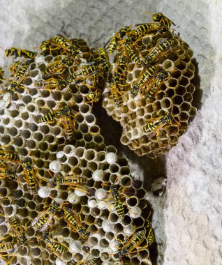 Yaban arıları polist. Vespiary