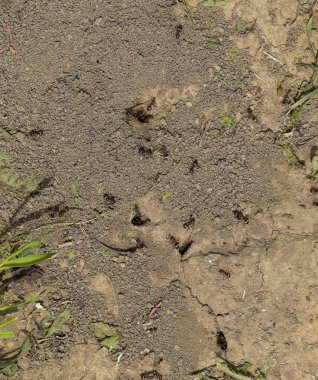 Karıncaların toprak yuvasında oturum açın