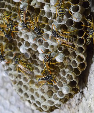 Üzerinde eşek arıları olan eşek arısı yuvası. Eşek arıları polist. Bir yuva