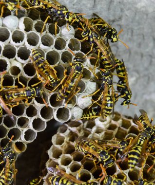 Vespiary. Yaban arıları polist.