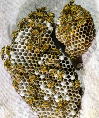 Yaban arıları polist. Vespiary