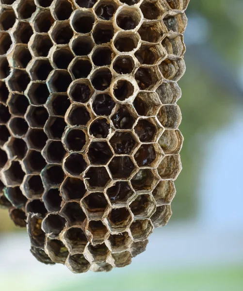 Geting boet med honung. Wasp honung. — Stockfoto