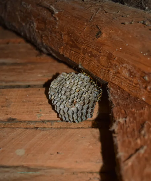 Wasp nest met wespen zitten erop. Wespen Polist. Het nest van een — Stockfoto