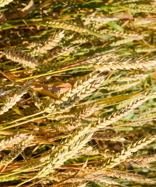 Поле риса на рисовых полях — стоковое фото