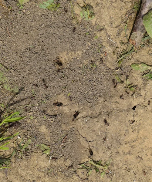 Log in aarden nest van mieren — Stockfoto