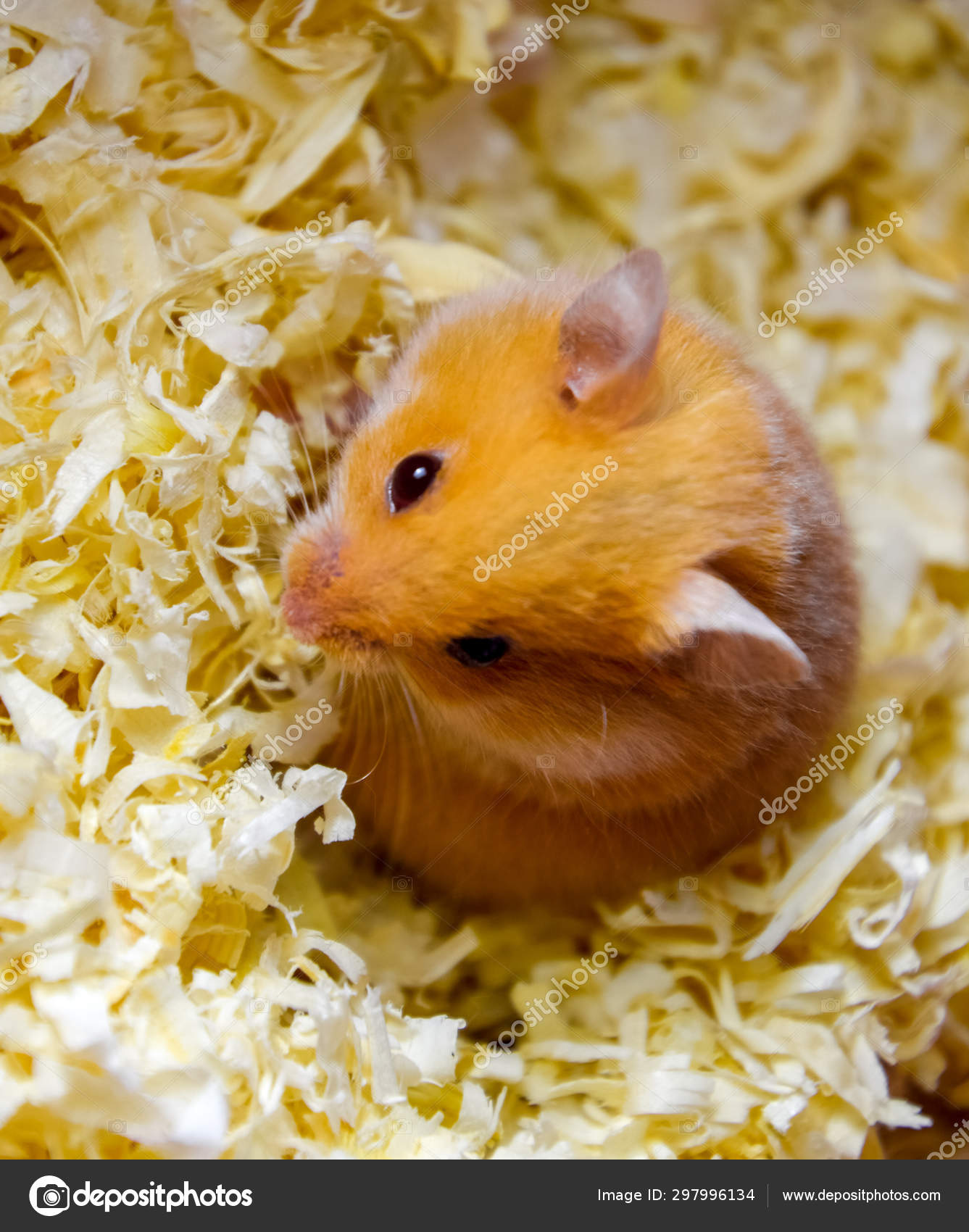 hamster sawdust
