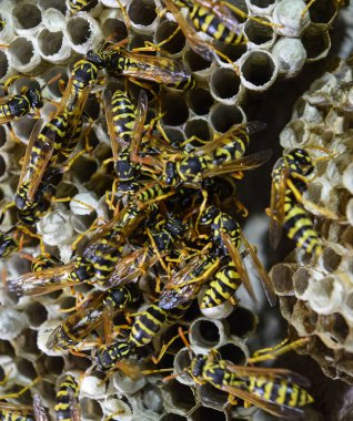 Vespiary. Yaban arıları polist.