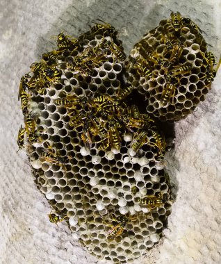 Vespiary. Yaban arıları polist.