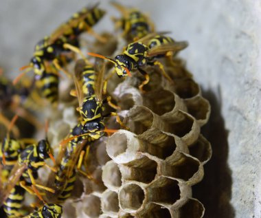 Üzerinde eşekarıları olan bir arı kovanı. Eşek arıları polisi. Yakından çekilen bir eşek arısı ailesinin yuvası.