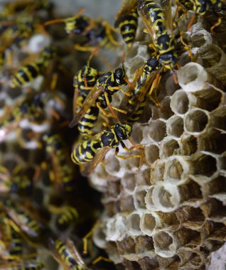 Üzerinde eşekarıları olan bir arı kovanı. Eşek arıları polisi. Yakından çekilen bir eşek arısı ailesinin yuvası.