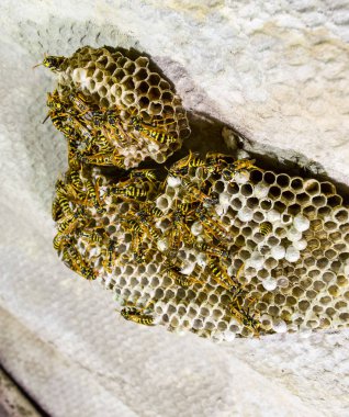 Yaban arıları polist. Vespiary