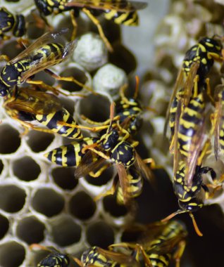 Vespiary. Yaban arıları polist.