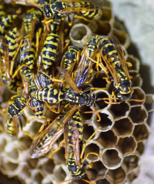 Üzerinde eşek arıları olan eşek arısı yuvası. Eşek arıları polist. Bir yuva