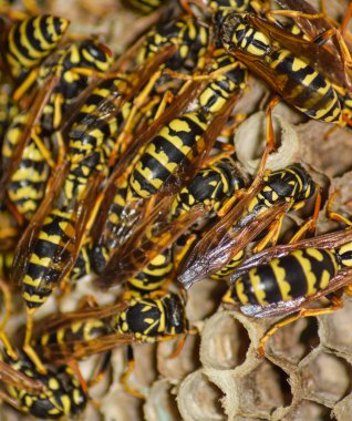 Üzerinde eşek arıları olan eşek arısı yuvası. Eşek arıları polist. Bir yuva