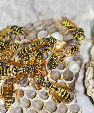 Yaban arıları polist. Vespiary