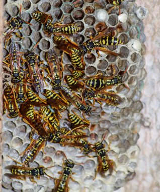 Yaban arıları polist. Vespiary