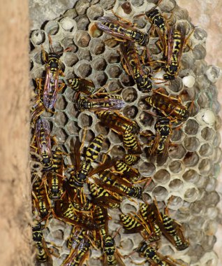 Vespiary. Yaban arıları polist.