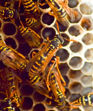 Yaban arıları polist. Vespiary