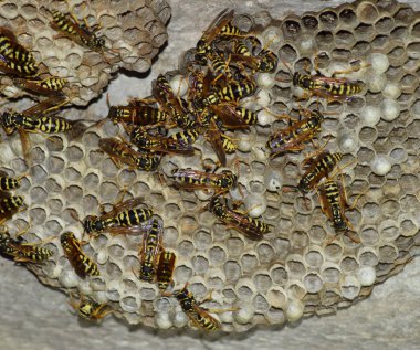 Üzerinde eşek arıları olan eşek arısı yuvası. Eşek arıları polist. Bir yuva