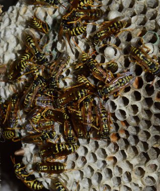 Üzerinde eşekarıları olan bir arı kovanı. Eşek arıları polisi. Yakından çekilen bir eşek arısı ailesinin yuvası.