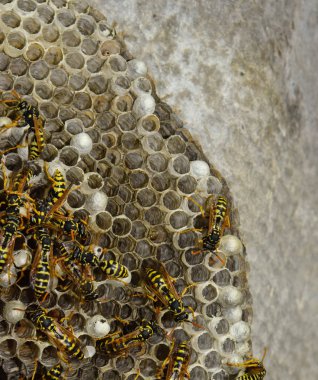 Vespiary. Yaban arıları polist.