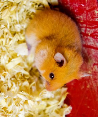 Hamster ev esaret altında tutmak. Talaş hamster. Kırmızı hamster