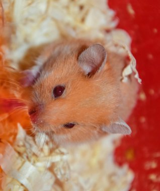 Hamster ev esaret altında tutmak. Talaş hamster. Kırmızı hamster