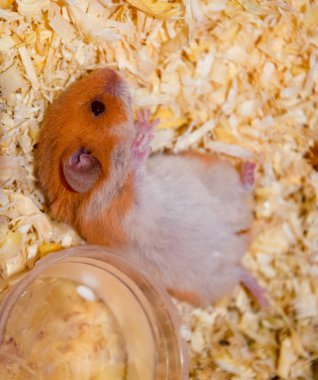 Hamster ev esaret altında tutmak. Talaş hamster. Kırmızı hamster