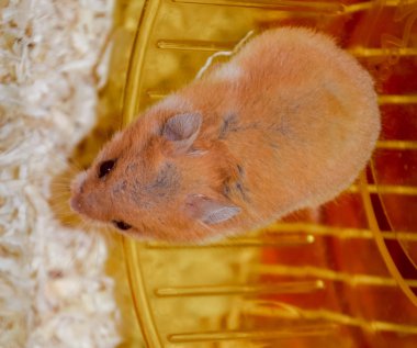 Hamster ev esaret altında tutmak. Hamster koşma tekerlek. Kırmızı hamster