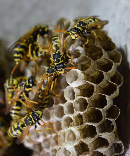 Üzerinde eşekarıları olan bir arı kovanı. Eşek arıları polisi. Yakından çekilen bir eşek arısı ailesinin yuvası.