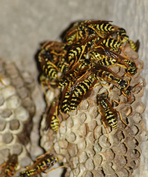 Vespiary. Polista de vespas . — Fotografia de Stock