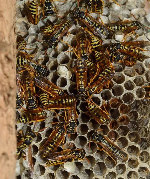 Wasp nid avec des guêpes assises dessus. Poliste aux guêpes. Le nid d'un — Photo