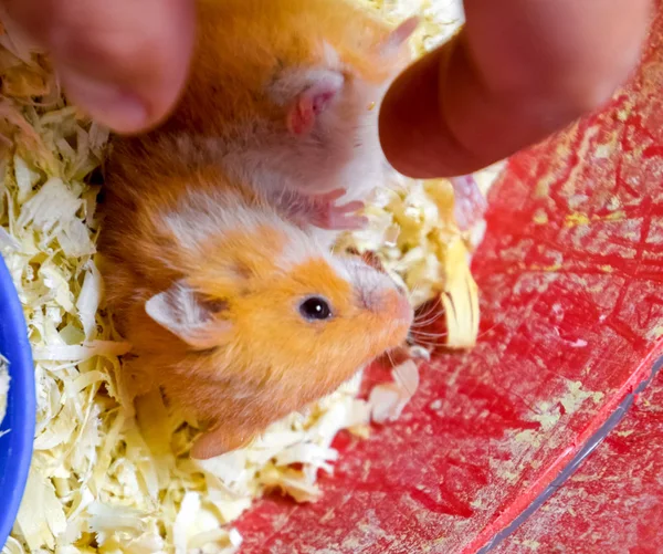 Finger att linjera magen på en hamster. — Stockfoto