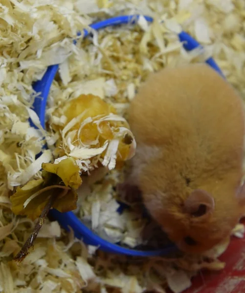 Hamster huis in gevangenschap houden. Hamster in zaagsel. Red ha — Stockfoto
