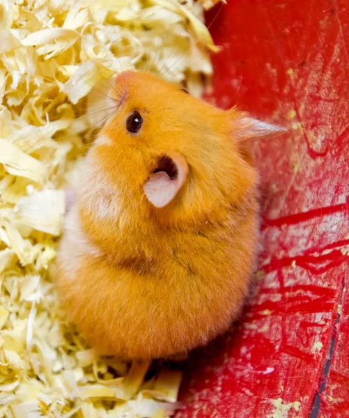 Hamster home in keeping in captivity. Hamster in sawdust. Red hamster — Stock Photo, Image