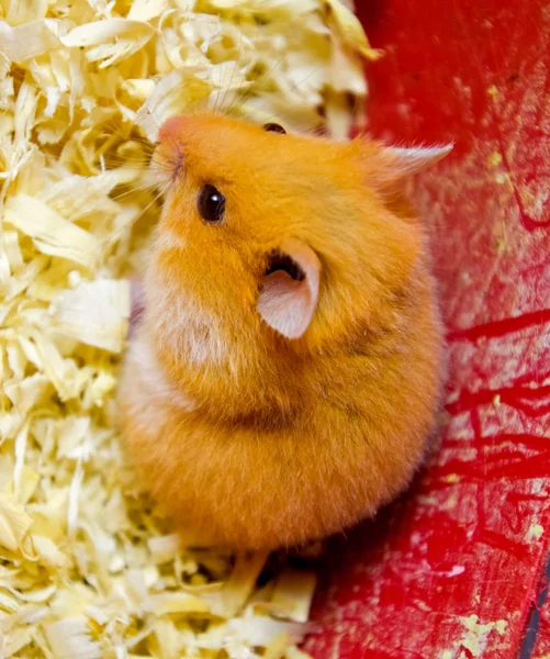 Hamsterheim in Gefangenschaft. Hamster im Sägemehl. Rothamster — Stockfoto