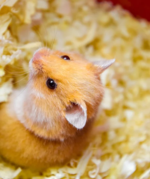 Hamsterheim in Gefangenschaft. Hamster im Sägemehl. Rothamster — Stockfoto