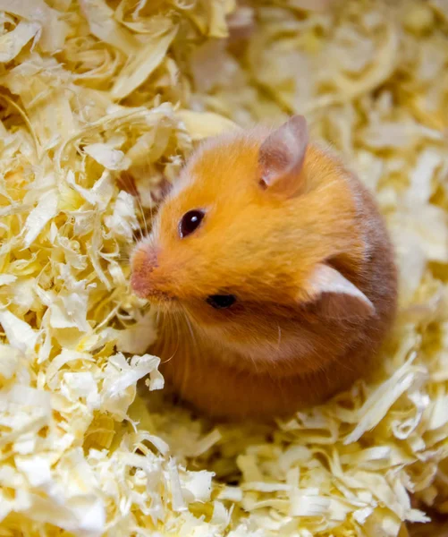 Hamster home in keeping in captivity. Hamster in sawdust. Red hamster