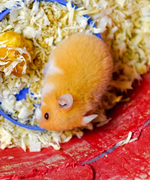 Hamster home in keeping in captivity. Hamster in sawdust. Red hamster