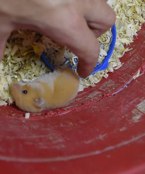 Hamster home in keeping in captivity. Hamster in sawdust. Red ha