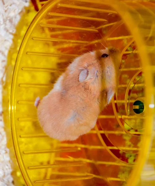 Hamster hem att hålla i fångenskap. Kör hamsterhjulet. Röd hamster — Stockfoto
