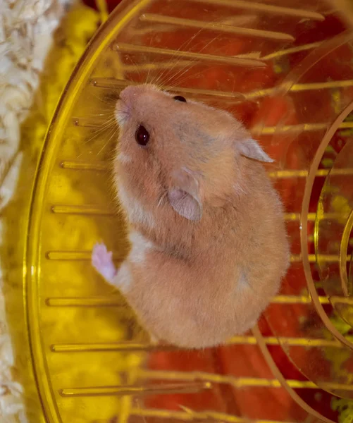 Hamster thuis in gevangenschap te houden. Hamster draaiende wiel. Rode hamster — Stockfoto