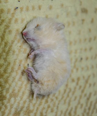 Ölü hamster halı üzerinde yalan. Ölü ev kemirgen hamster
