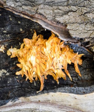 İçi boş bir kavak güzel sarı KAV mantar