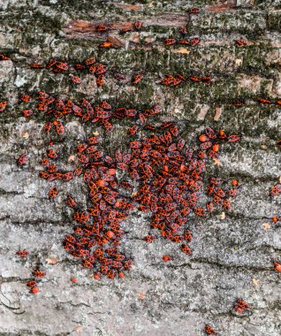 Kırmızı böcek güneşin ağaç kabuğu üzerinde güneşlenmek. Sonbahar sıcak-askerler böcekler için